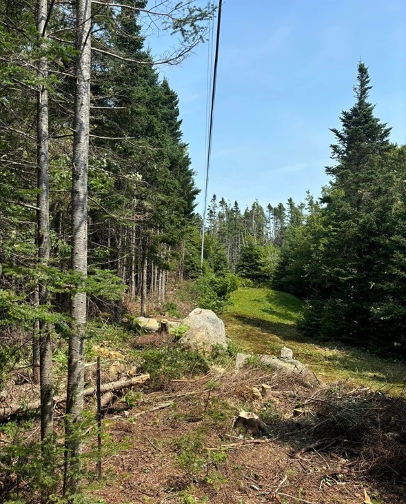 tree clearing photo